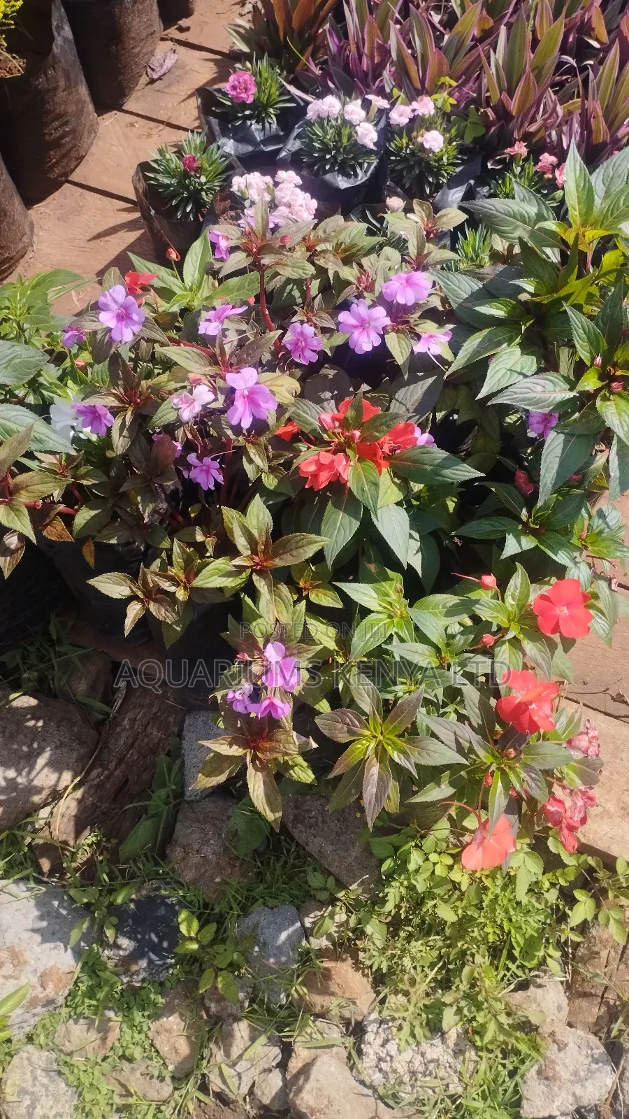 Flowers Bright Compound Flowers