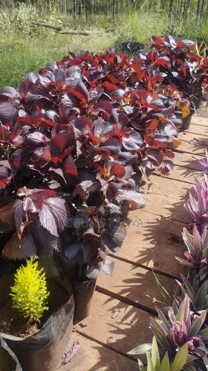 Copper Leaf Plant,Plants