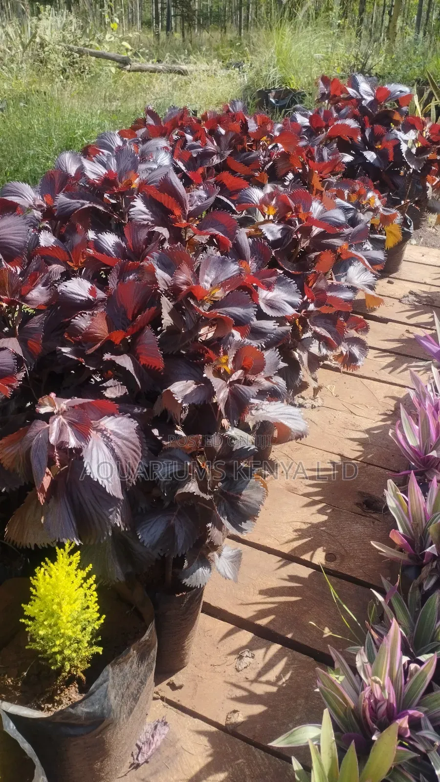 Copper Leaf Plant,Plants