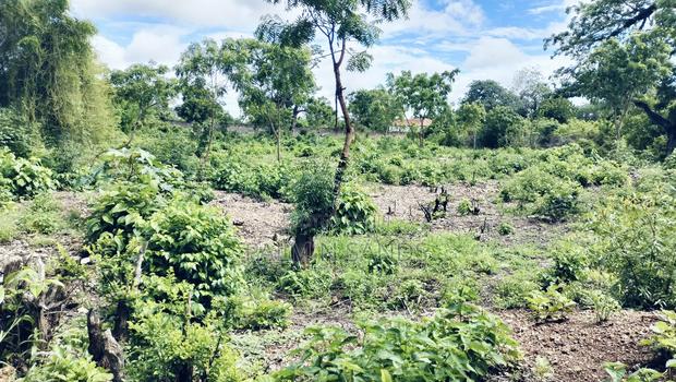 3/4 Acre Second Row Beach Plot!! - thumbnail 5