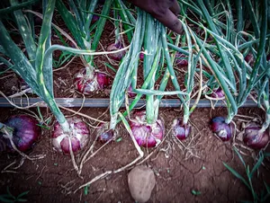 Farm Manager Job