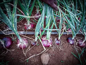 Farm Manager Job