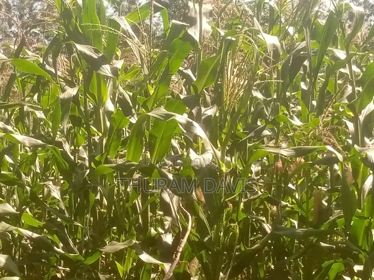 1 Acre Ruiri
