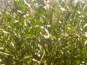 1 Acre Ruiri
