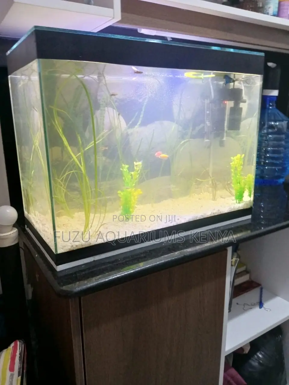Transform Your Space With a 60l Fish Haven Aquarium