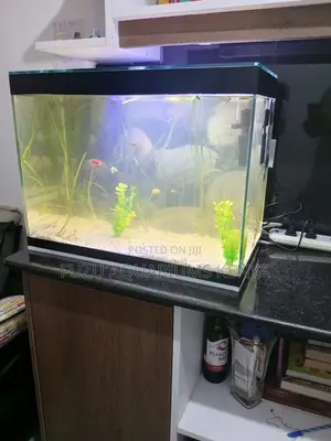 Turn Your Room Into a Mini Ocean World