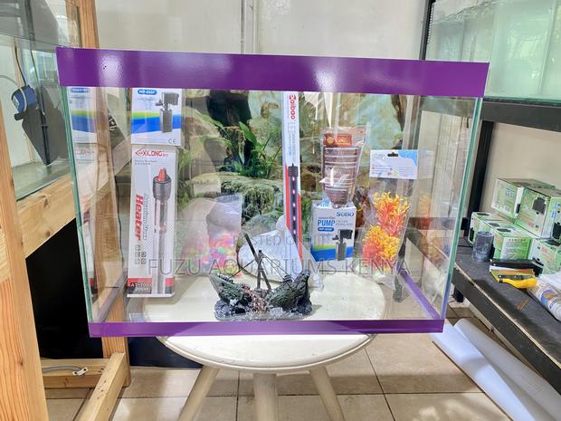 Your Peaceful Home Aquarium Awaits