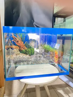 A Living Artwork – 2ft Aquarium Setup