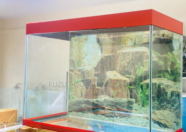 Add a Splash of Color With a 60l Aquarium