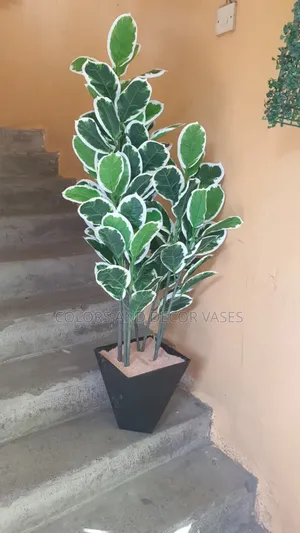 Olive Tree on Vase