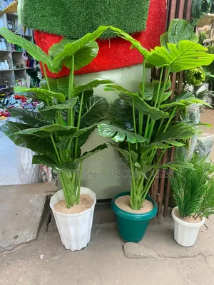 Big Plant in Vase Variety