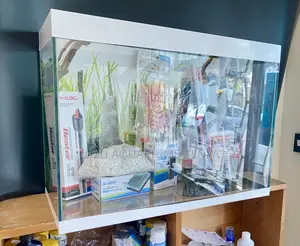 Aquarium Magic: Transform Your Space Instantly