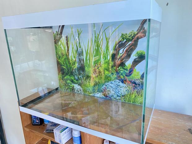 Experience Tranquility With a 60l Aquarium - main view