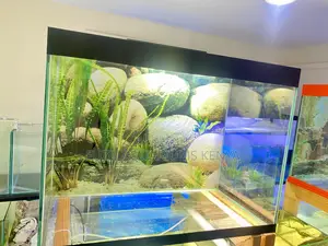 Black Aquarium Life – Vibrant, Relaxing, and Stylish