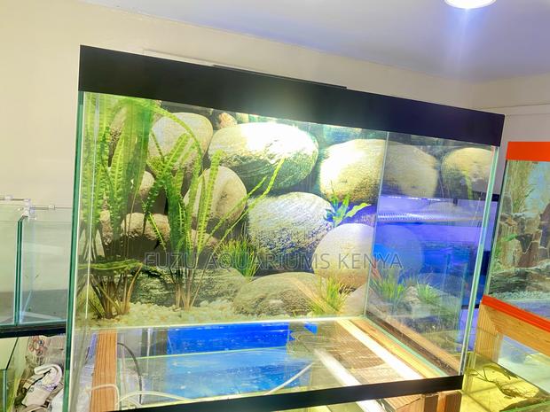 Black Aquarium Life – Vibrant, Relaxing, and Stylish