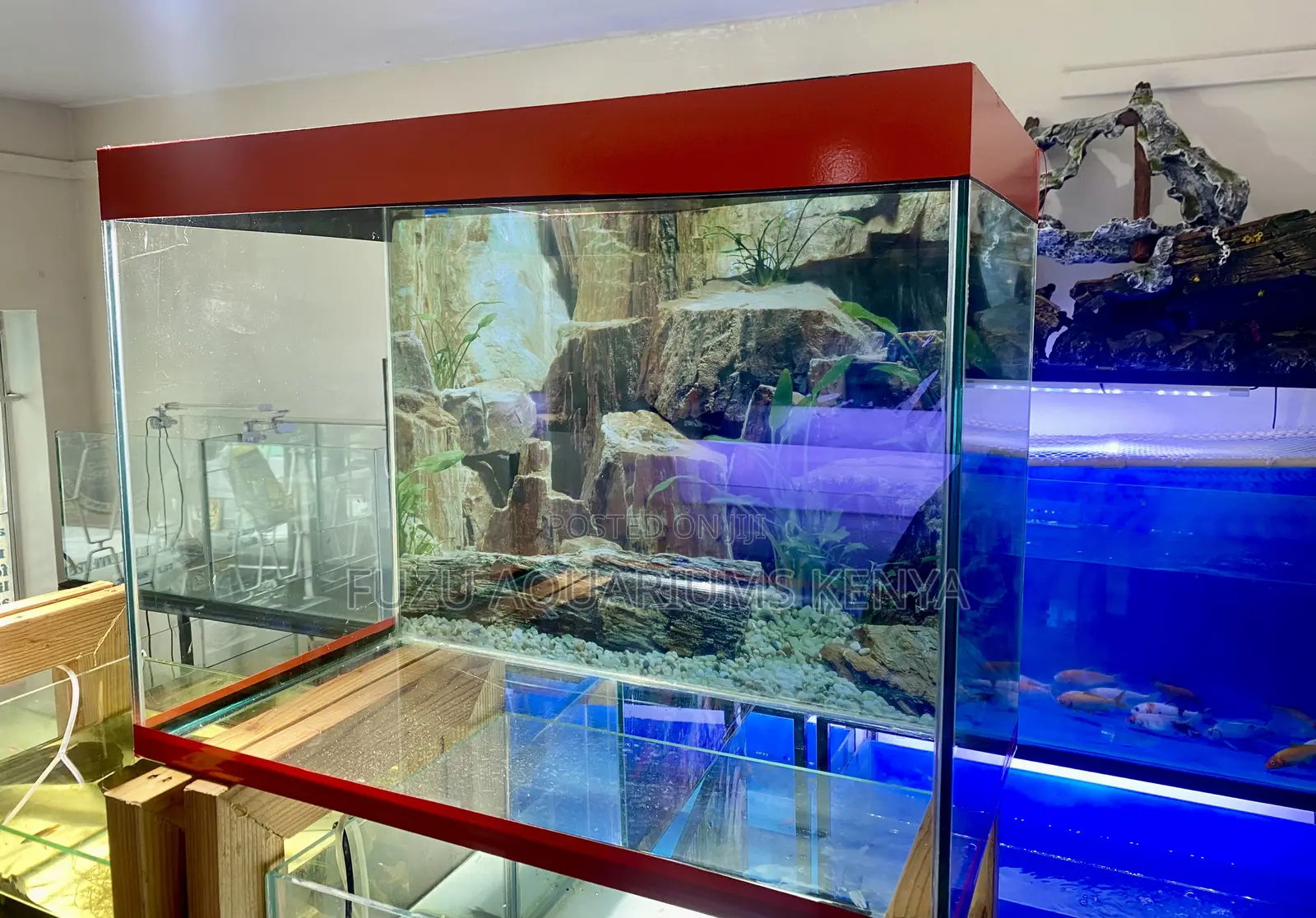 Aquarium Glow That Lights Up Your Mood