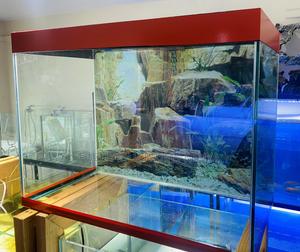 60l Aquarium That Makes a Statement - thumbnail 2