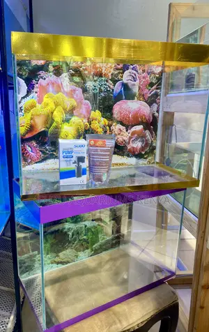 Nairobi’S Favorite Aquarium Setup Is Back