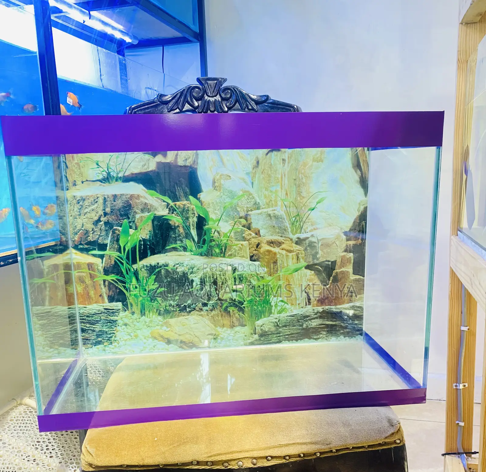 Aquarium Perfection in Just 2 Feet