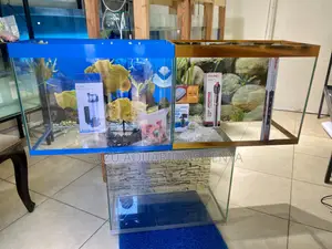 Aquarium That’S Both Calm and Classy