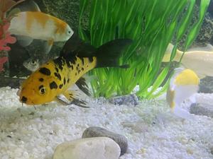 Colorful Koi Fish to Brighten Your Aquarium - thumbnail 2