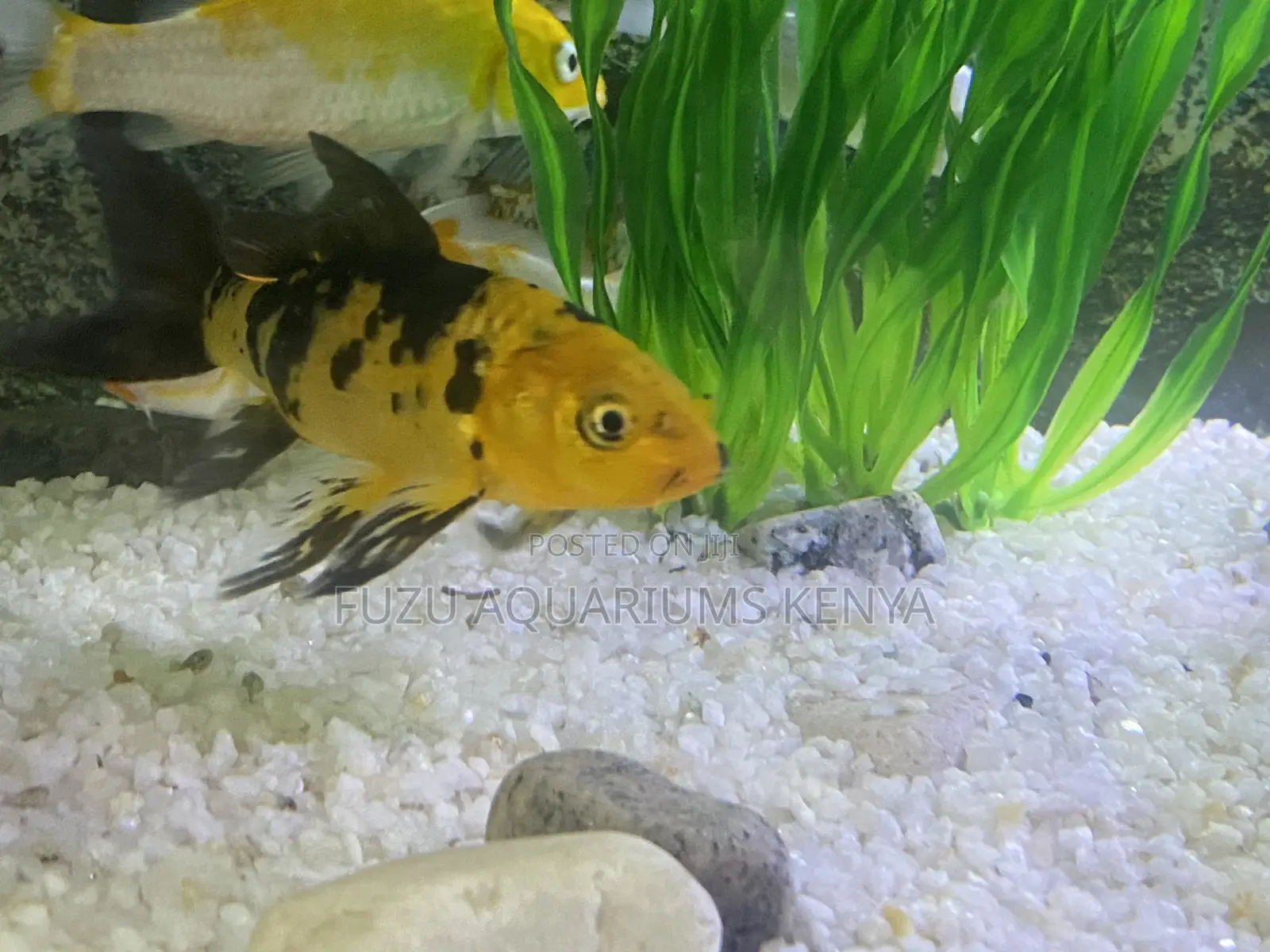 Stunning Koi Fish for Sale – Limited Stock!