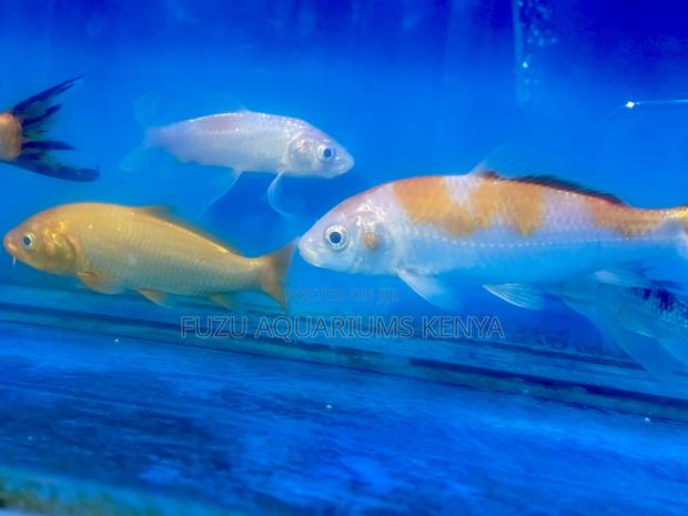 Graceful Koi Fish That Mesmerize - main view
