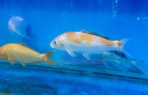 Premium Koi Fish Delivered From Nairobi - thumbnail 2