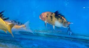 Beautiful Koi Fish – Perfect for Your Tank - thumbnail 2