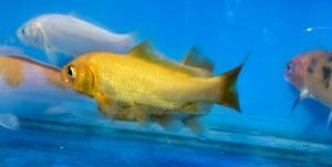 Koi Fish for Sale – Peaceful and Elegant - thumbnail 2