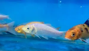 Koi Fish That Add Life to Any Aquarium