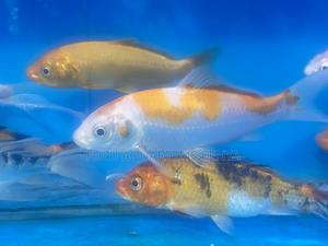 Vibrant Koi Fish to Transform Your Space - thumbnail 2