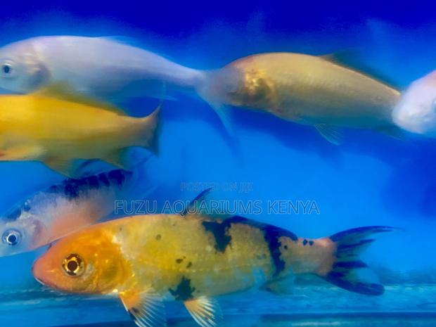 Affordable Koi Fish – Bulk Deals Available - main view
