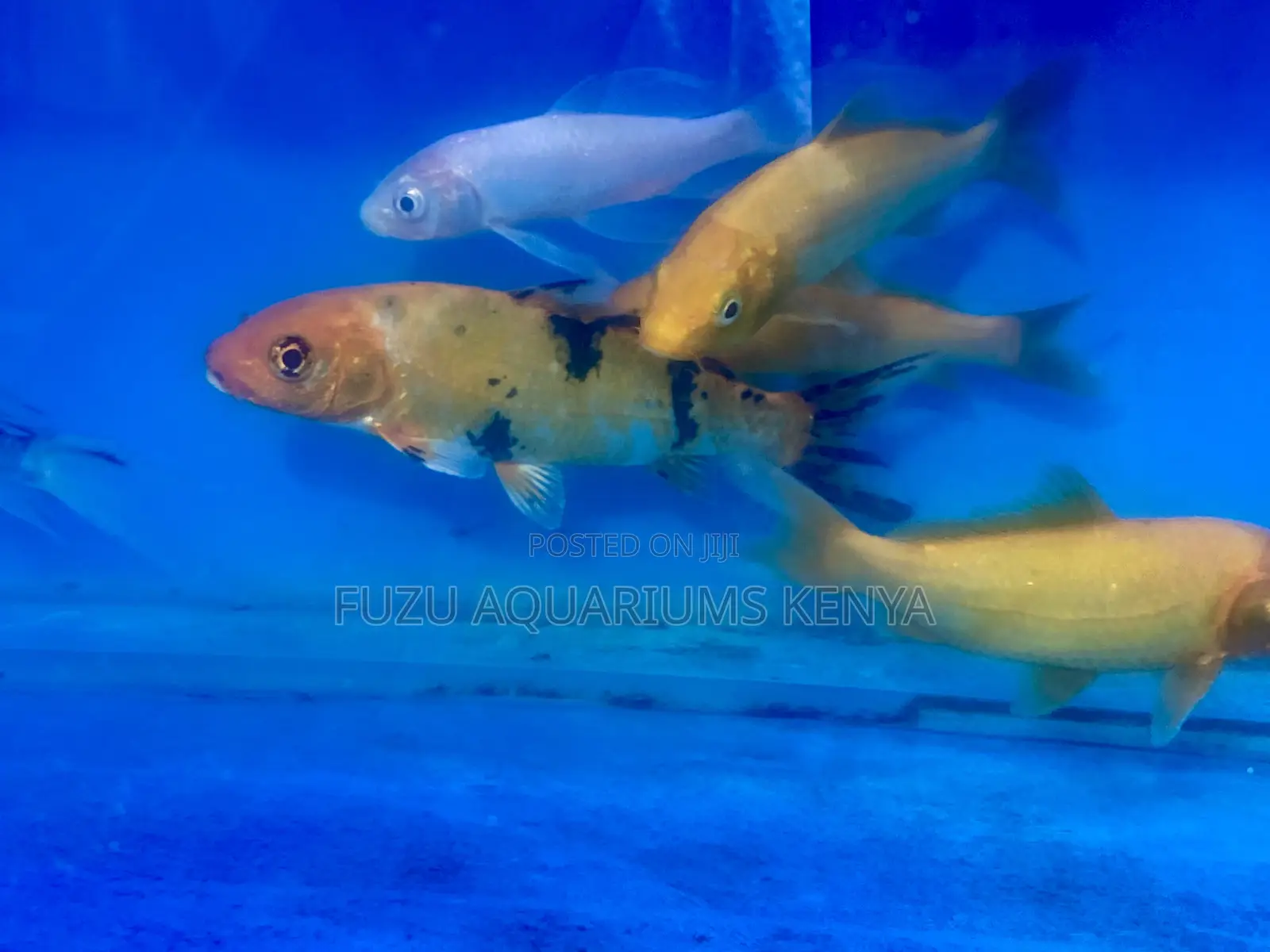 Buy Healthy, Active Koi Fish Today