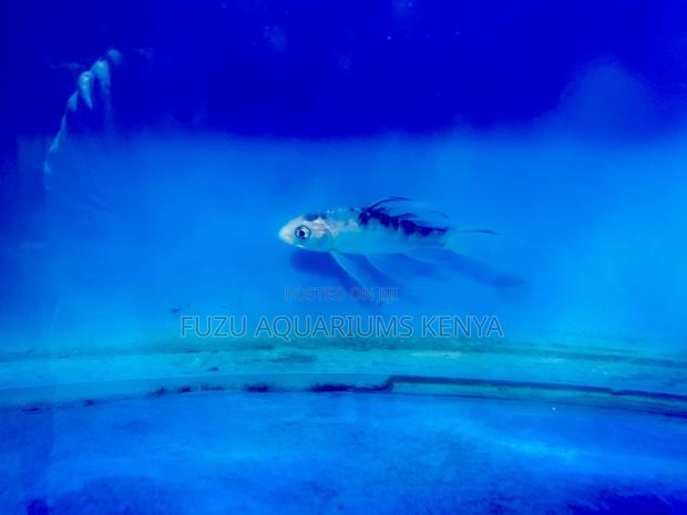 Koi Fish in Amazing Colors and Patterns - main view