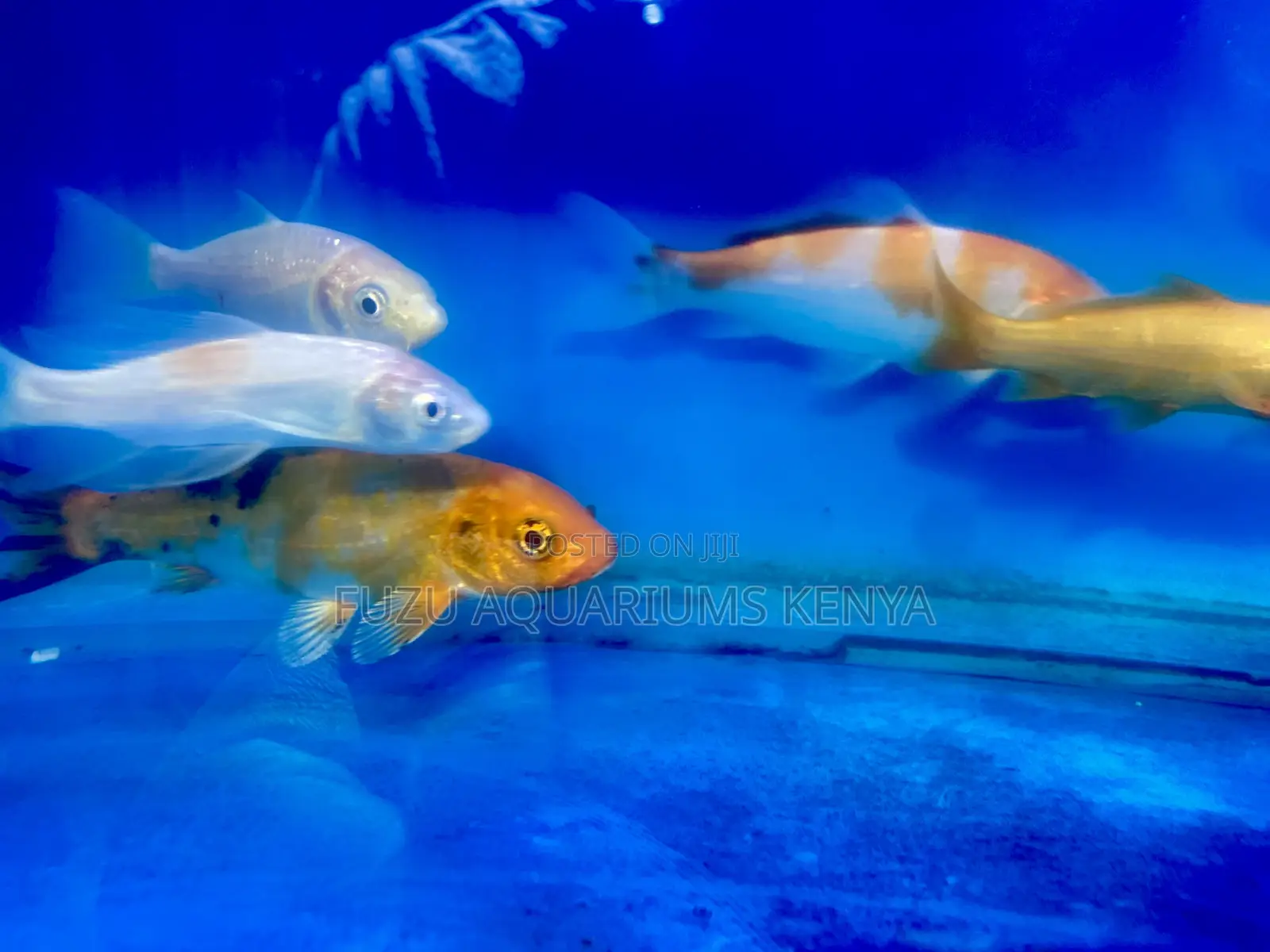 Koi Fish That Are Easy to Maintain