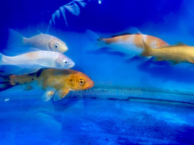 Koi Fish That Are Easy to Maintain - main view