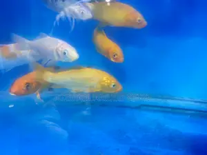 Brighten Your Aquarium With Koi Fish