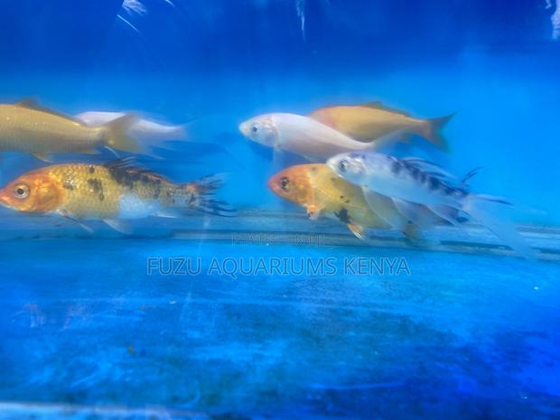Eye-Catching Koi Fish Now in Stock - main view