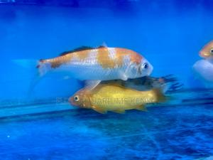 Quality Koi Fish Straight From Nairobi - thumbnail 2
