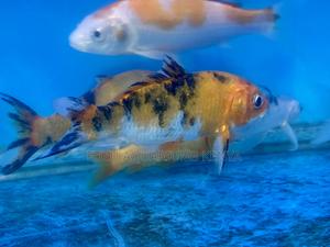 Koi Fish That Swim With Style - thumbnail 2