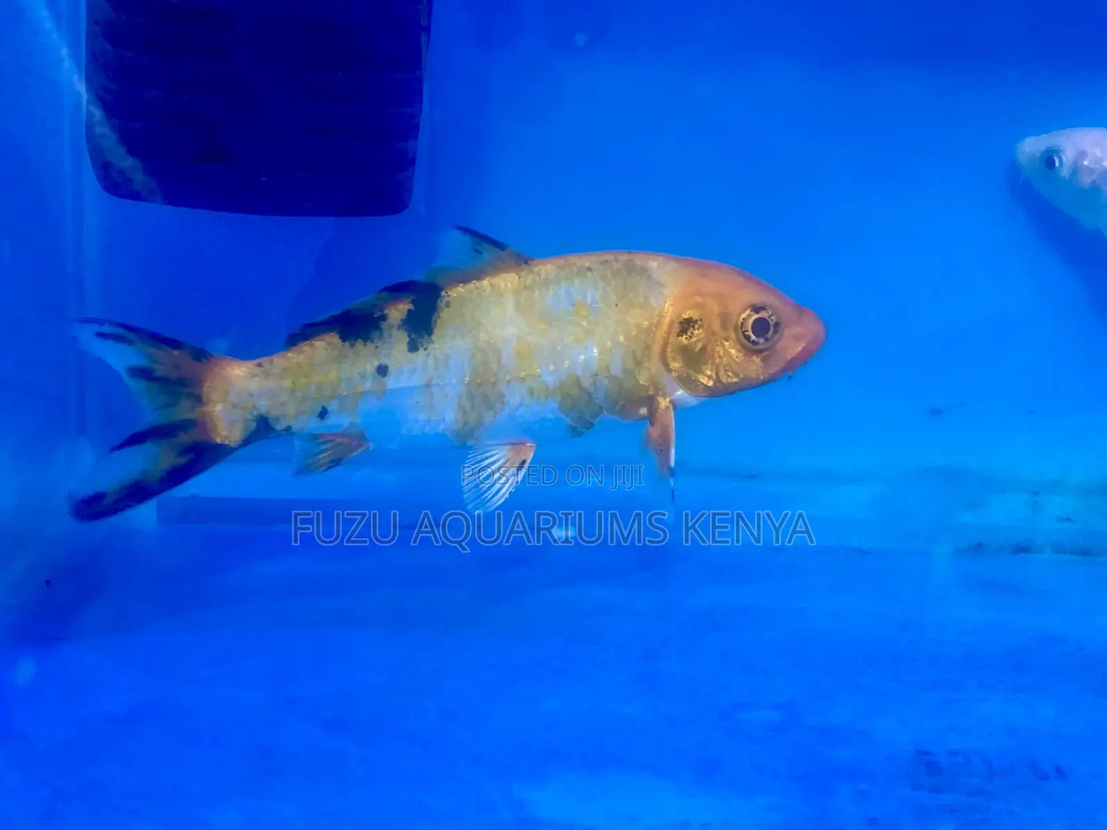 Let Koi Fish Bring Peace to Your Space