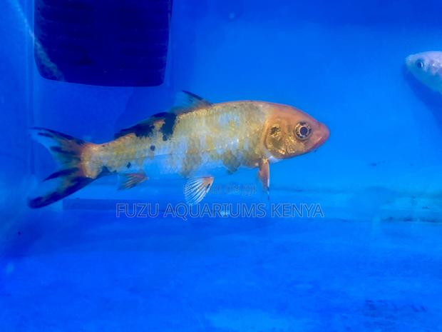 Let Koi Fish Bring Peace to Your Space - main view