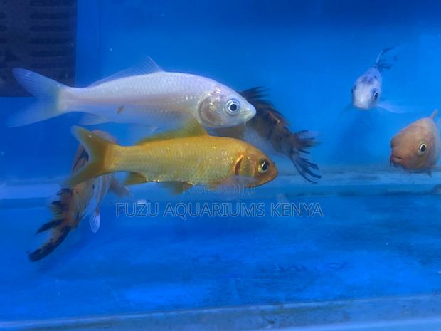 Koi Fish – Ideal for Home and Office Aquariums - main view