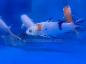 Watch Tranquility Swim – Koi Fish Available