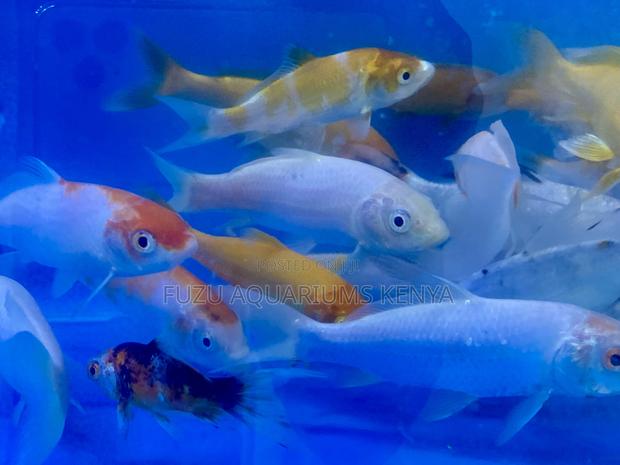 Your Aquarium Needs These Koi Fish - main view