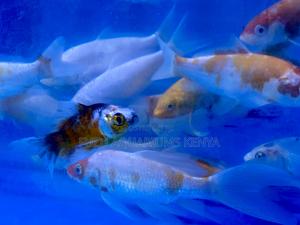 Goldfish for Freshwater Aquariums - thumbnail 2
