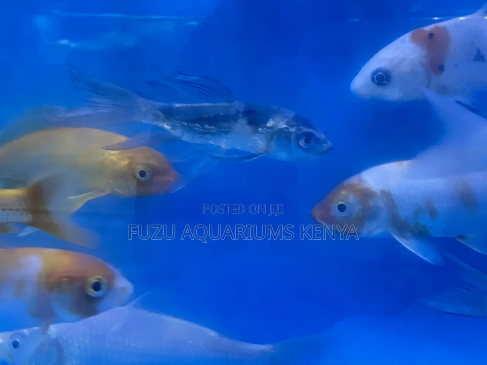 Beautiful Koi Fish – Handpicked for You