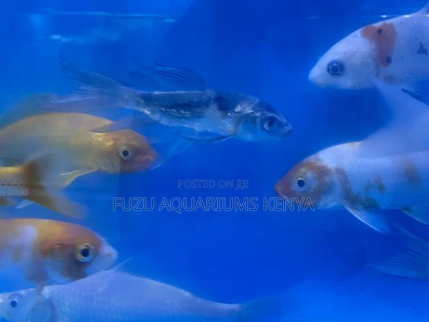 Beautiful Koi Fish – Handpicked for You - main view