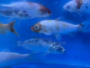 Start Your Koi Fish Collection Today - thumbnail 2